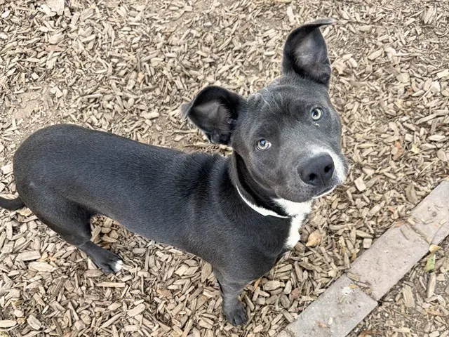 Oliver - American Pit Bull Terrier