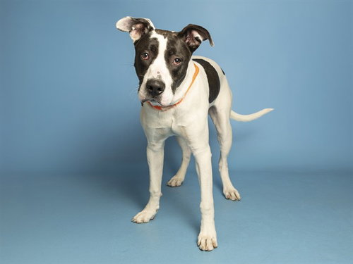 Clarence, American Pit Bull Terrier (short coat)