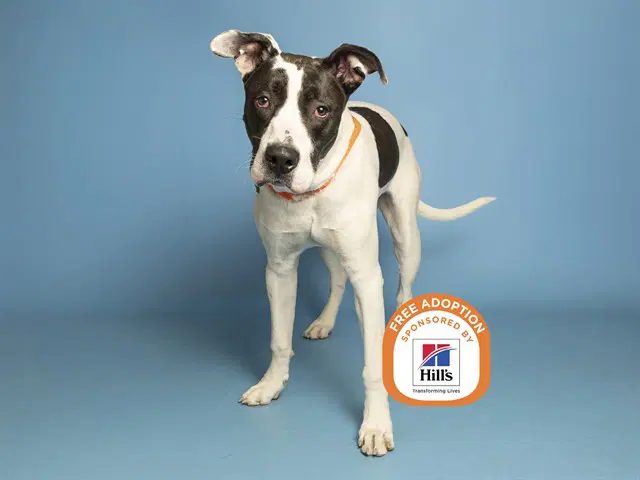 Clarence - American Pit Bull Terrier