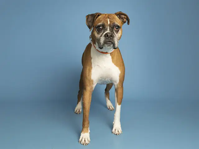Bella - Boxer