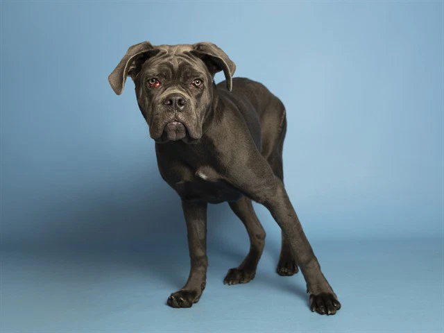 Amaya