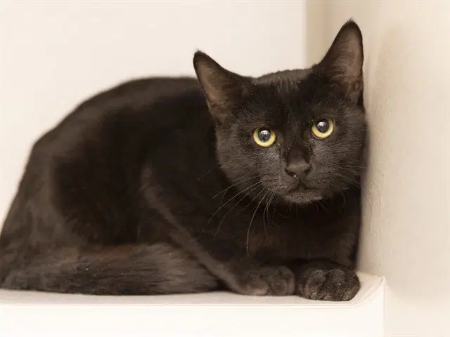 Nori - Domestic Short Hair