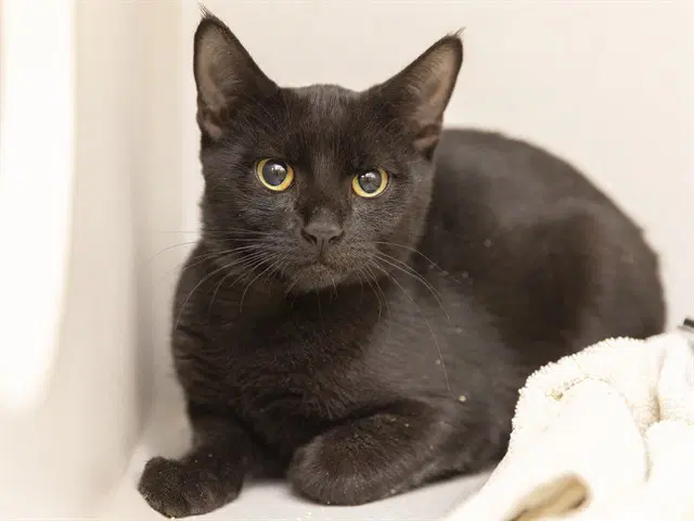 Salem - Domestic Short Hair