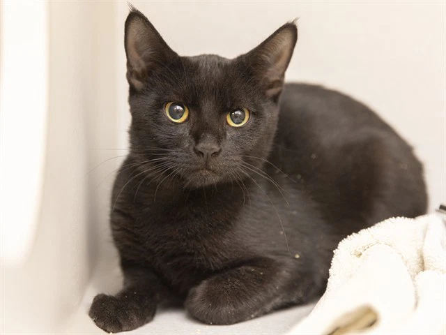Salem