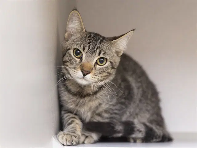 Lorelai - Domestic Short Hair