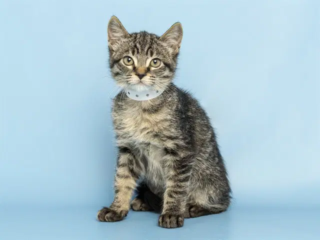 Gibby - Domestic Medium Hair