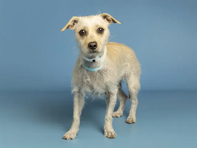 Canela - Parson Russell Terrier