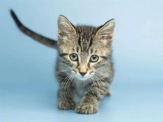 Tobii - Domestic Short Hair