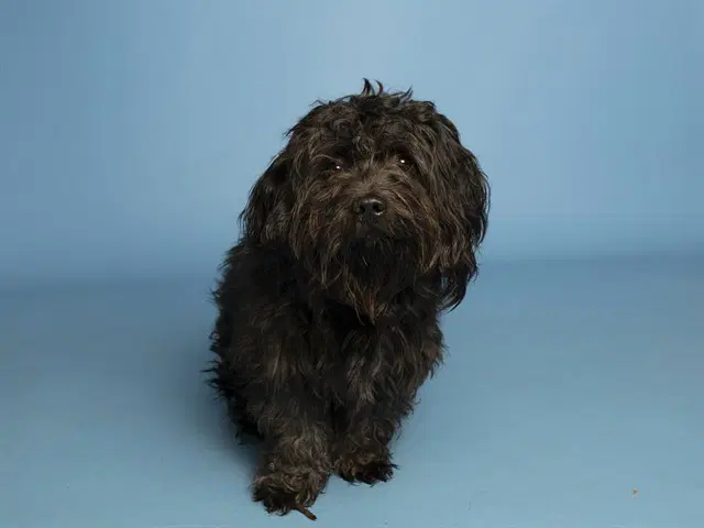 Maxwell - Maltese