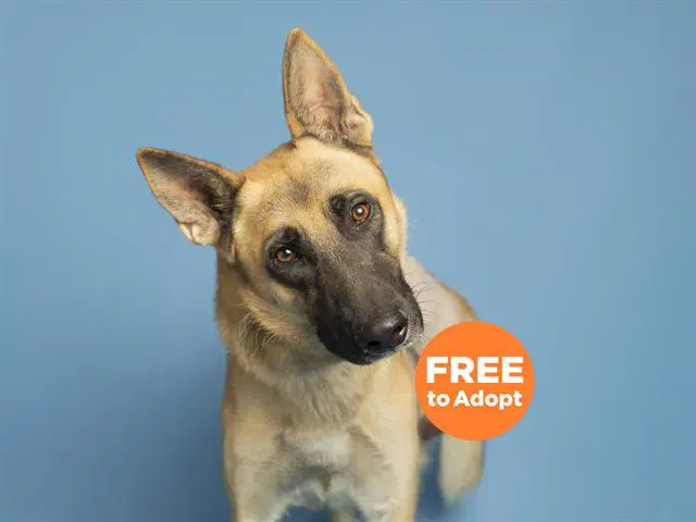 Max - Belgian Shepherd Malinois
