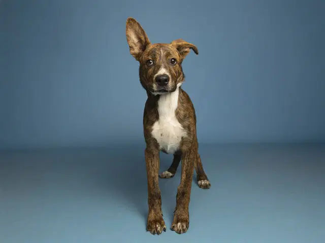 George - American Pit Bull Terrier