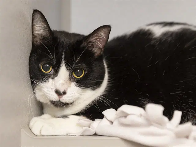 Baby - Domestic Short Hair