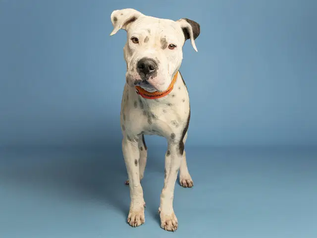 Ramesses - American Pit Bull Terrier