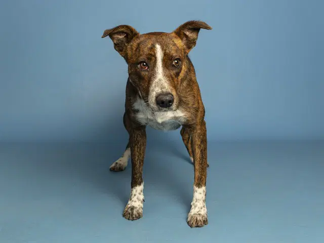 Nemo - American Pit Bull Terrier