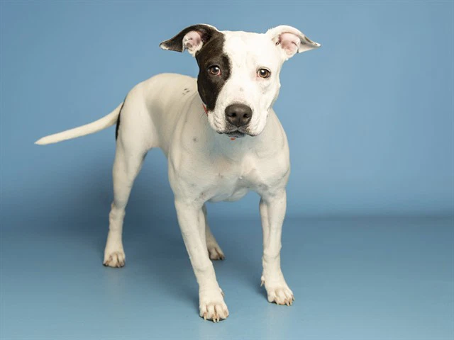 Nova