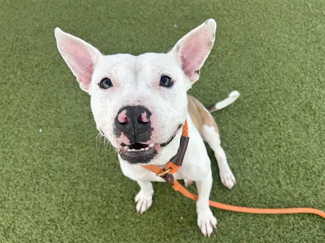 Penelope - American Pit Bull Terrier