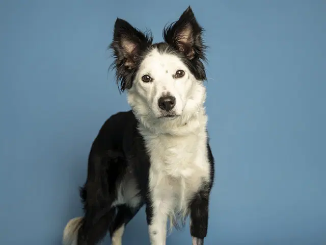 Astra - Border Collie