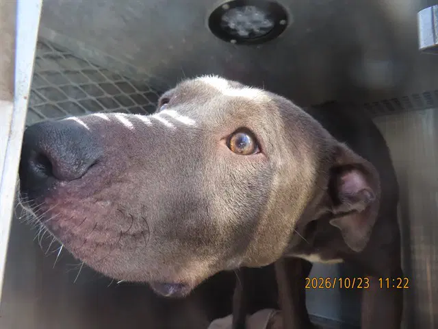 Zora - American Pit Bull Terrier