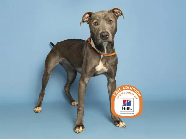 Zora - American Pit Bull Terrier
