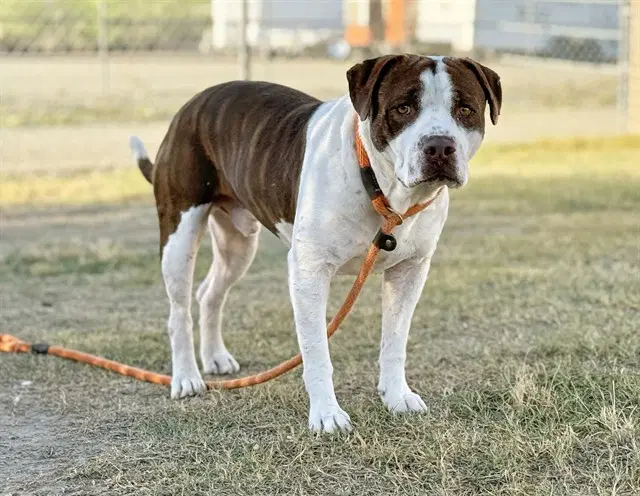 Juanito - American Pit Bull Terrier