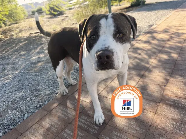 Juanito - American Pit Bull Terrier