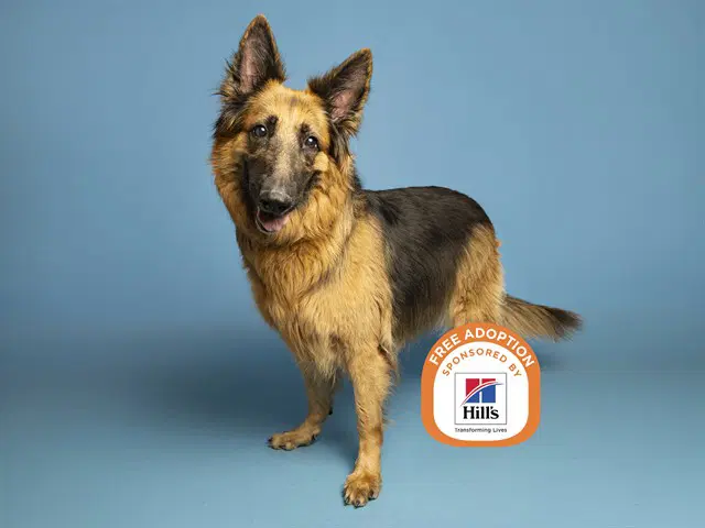 Birdie - German Shepherd Dog