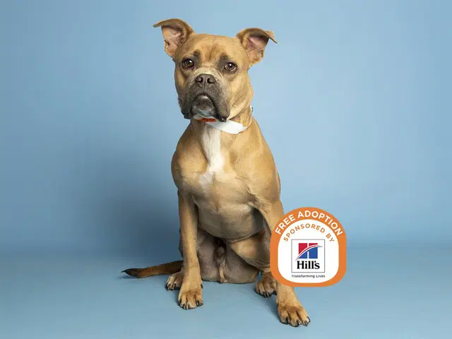 Chango - American Pit Bull Terrier