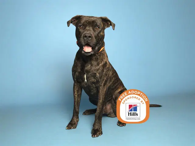 Ripley - American Pit Bull Terrier