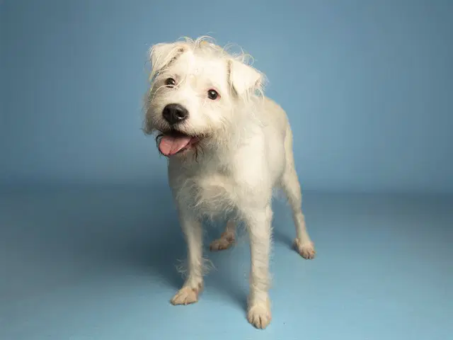 Lily - Wheaten Terrier