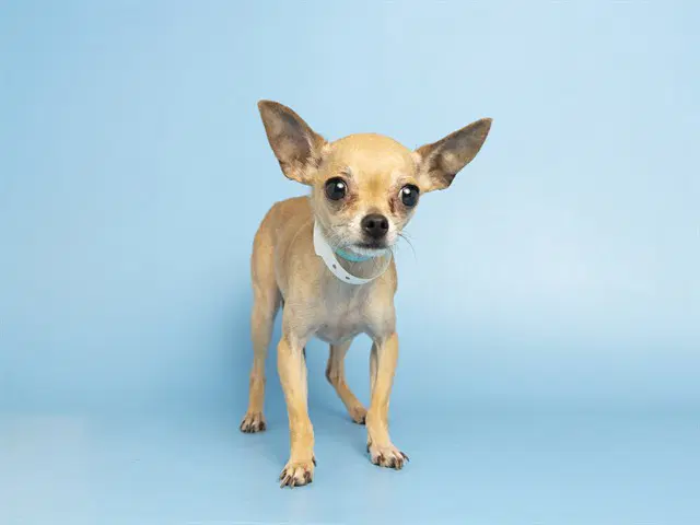 Bella - Chihuahua