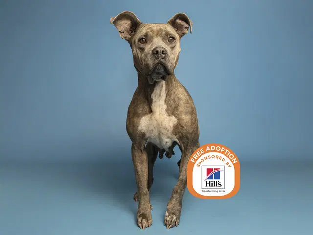Nola - American Pit Bull Terrier