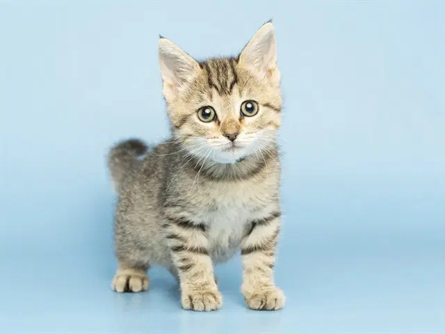 Beabadoobee - Domestic Short Hair