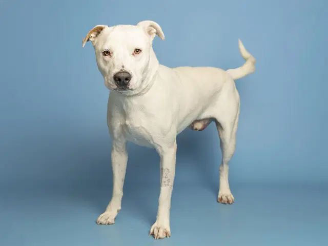 Rocky - American Pit Bull Terrier