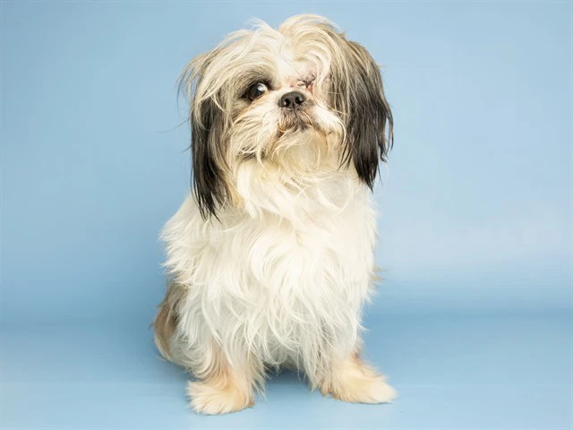 Benji