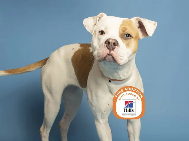 Bagel - American Pit Bull Terrier