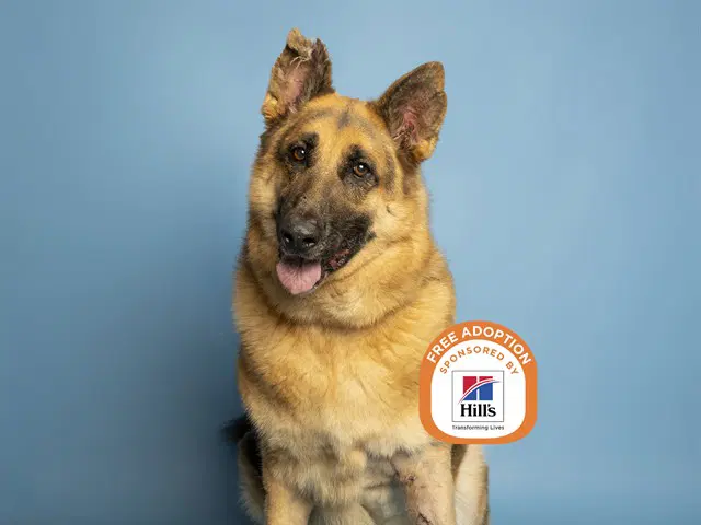 Teddy - German Shepherd Dog