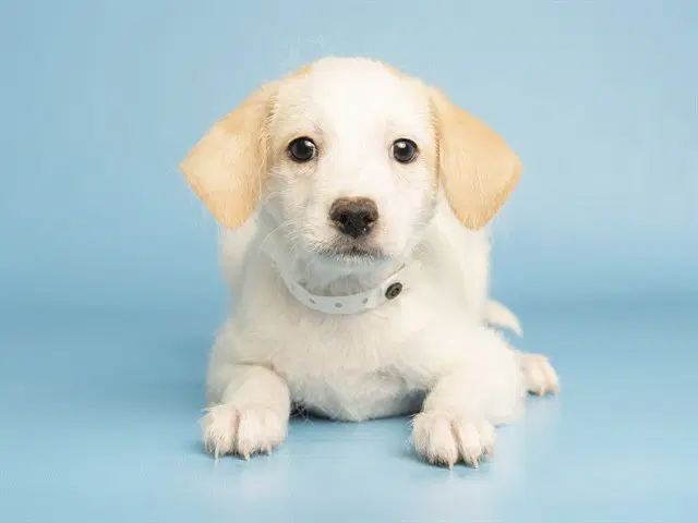 Pebble - Wirehaired Fox Terrier