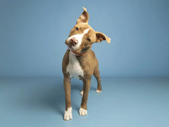 Shelly - American Pit Bull Terrier