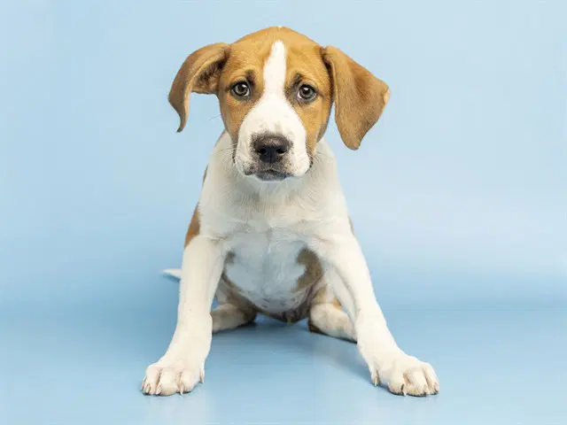 Trixie - Labrador Retriever