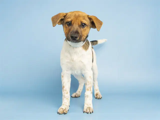 Fiona - Australian Cattle Dog/Blue Heeler