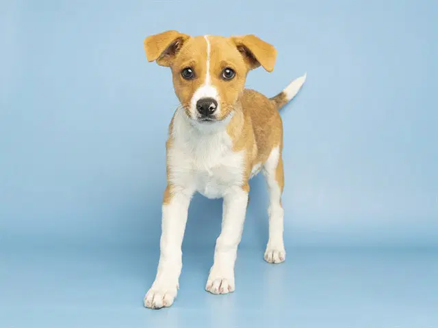 Frida - Australian Cattle Dog/Blue Heeler