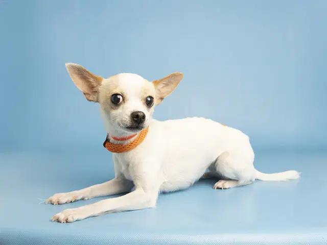 Cookie - Chihuahua