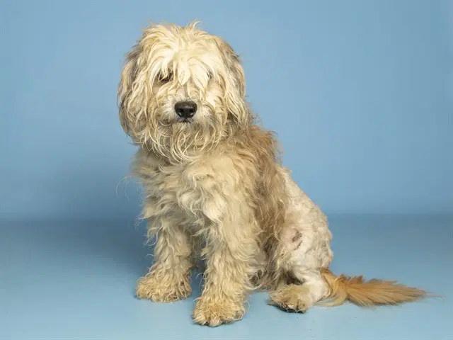 Teddy - Wheaten Terrier