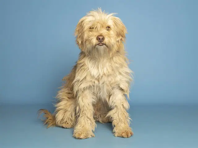 Big Boy - Cairn Terrier