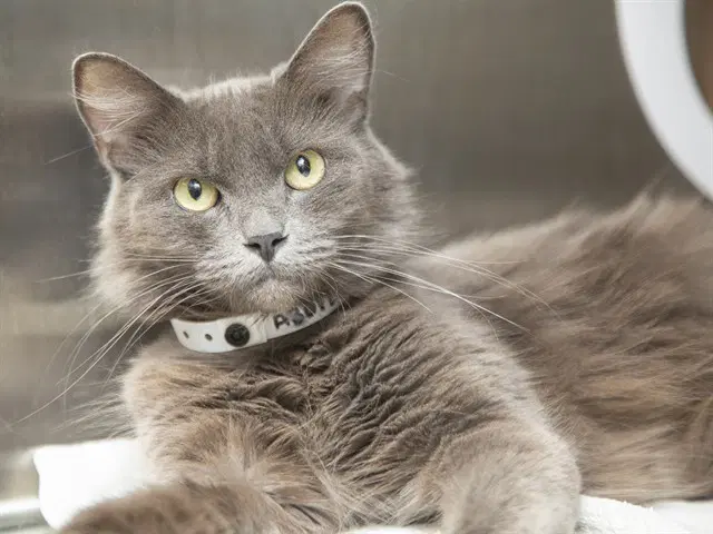 Aurora - Domestic Medium Hair