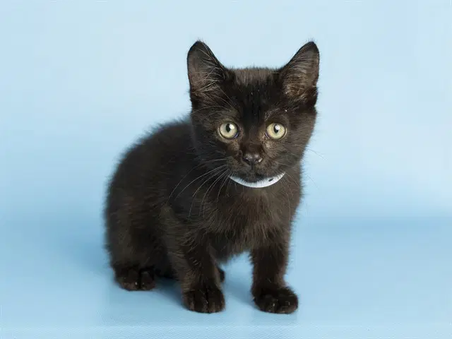 Opal - Domestic Short Hair