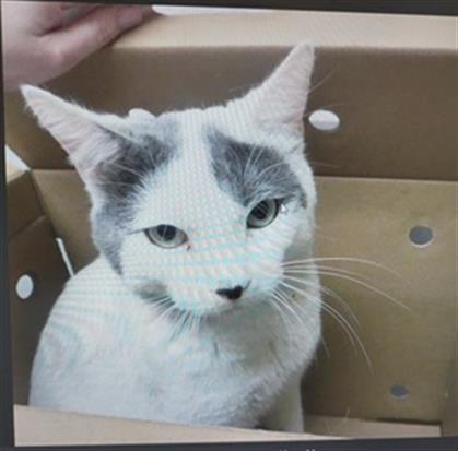 A133559, Adult Domestic Short Hair (medium coat), cat for adoption in Oroville, California