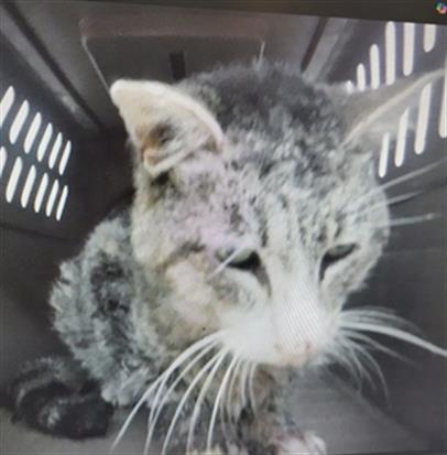 A133560, Senior Domestic Short Hair / Mixed (medium coat), cat for adoption in Oroville, California