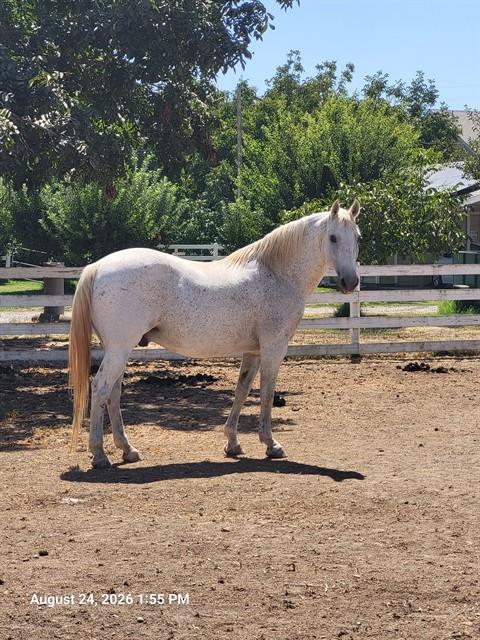 A135750, a horse for adoption from Butte County Animal Control