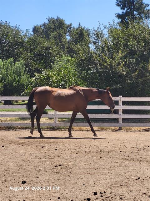 A135753, a horse for adoption from Butte County Animal Control